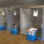 large dog kennels and supplies