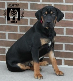 shar pei black and tan