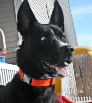 husky lab mix