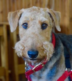 Lakeland terrier best sale rescue midwest