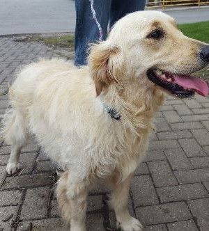 Dogs From Turkey Find New Home Thanks To Golden Retriever Rescue In Nebraska Pets In Omaha