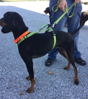 Beatrice shelter pups set to become service dogs Pets in Omaha