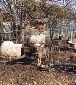 which states have the most puppy mills