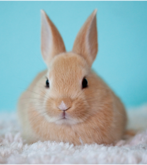 7 Good Reasons You Should Consider Having A Bunny As A Pet Pets In Omaha