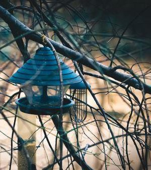 Reviews Of The Best Type Of Bird Feeder For A Finch Pets In Omaha