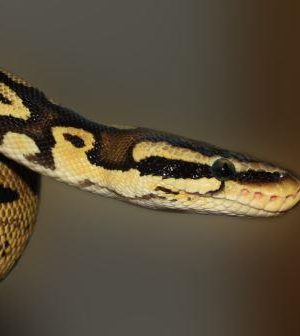 Pet Spotlight, Ball Python Snakes