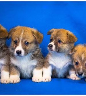 what is the best dog breed for families