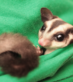 everything you need to know about sugar gliders