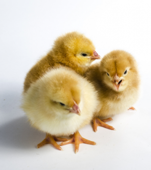 baby chicks omaha