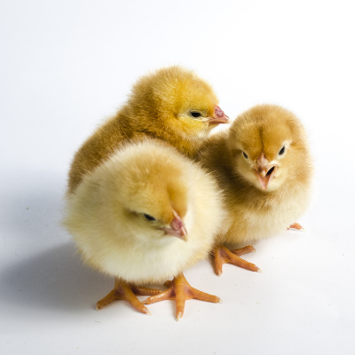baby chicks omaha