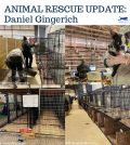 Daniel Gingerich puppy mill surrender